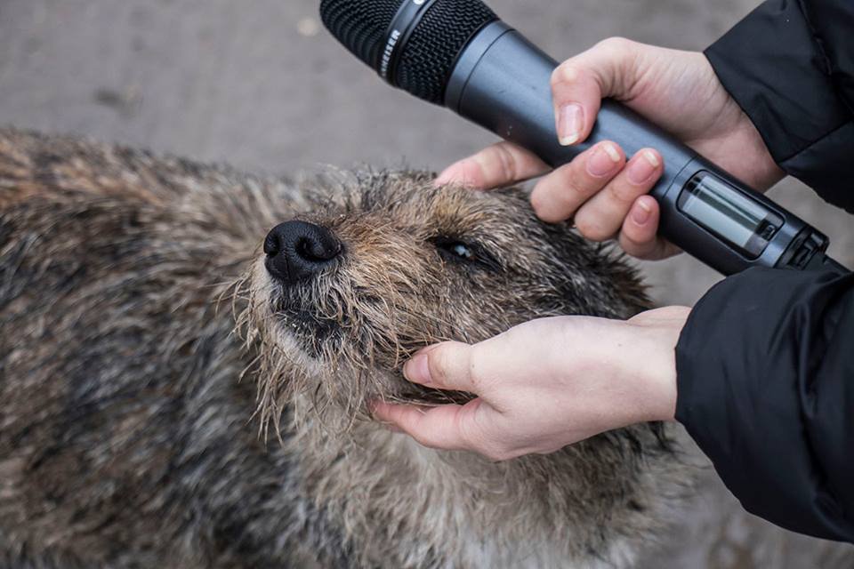 Опекуны бездомных собак не могут ничего сделать. Полиция не принимает никаких мер Опекуны бездомных собак не могут ничего сделать. Полиция не принимает никаких мер