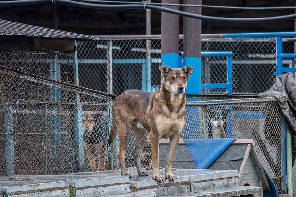 Директора приюта надеются, что мэр Киева поможет уберечь животных от догхантеров Директора приюта надеются, что мэр Киева поможет уберечь животных от догхантеров