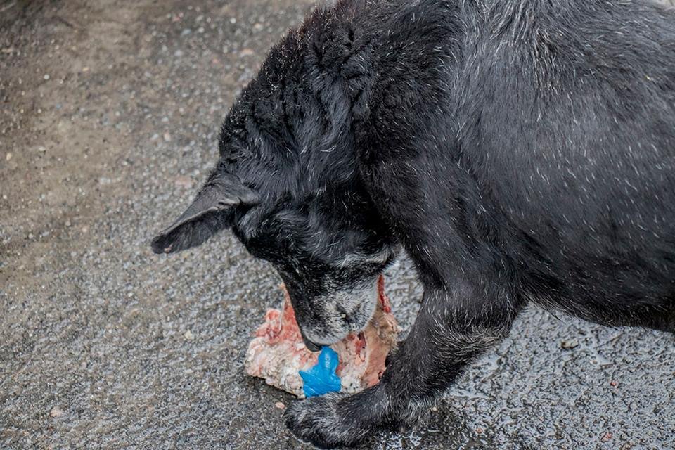 Для тех, кто хочет помочь приюту, Информатор сообщает, что собаки нуждаются в еде и теплых вещах для будок Для тех, кто хочет помочь приюту, Информатор сообщает, что собаки нуждаются в еде и теплых вещах для будок