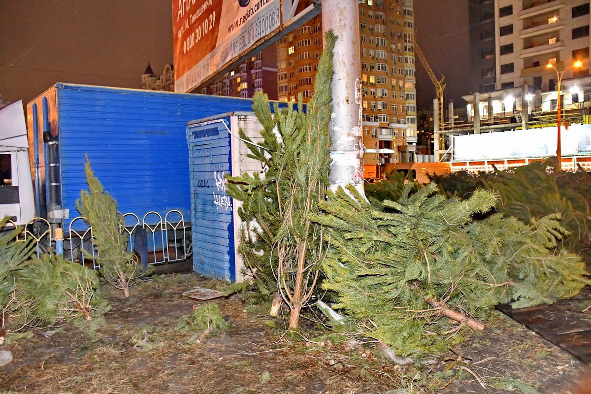 Возле станции метро Минская более двухсот брошенных деревьев Возле станции метро "Минская" более 200 брошенных деревьев