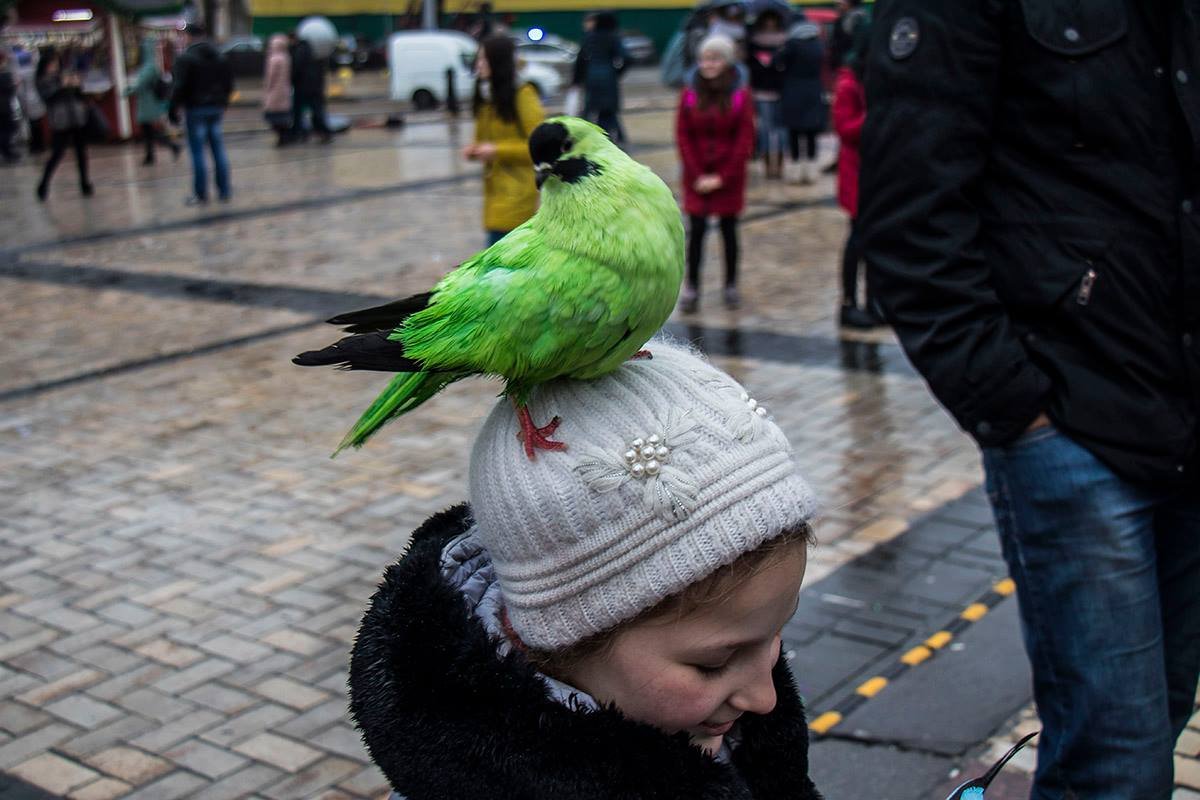 На Софийской площади предлагают сфотографироваться с цветными голубями