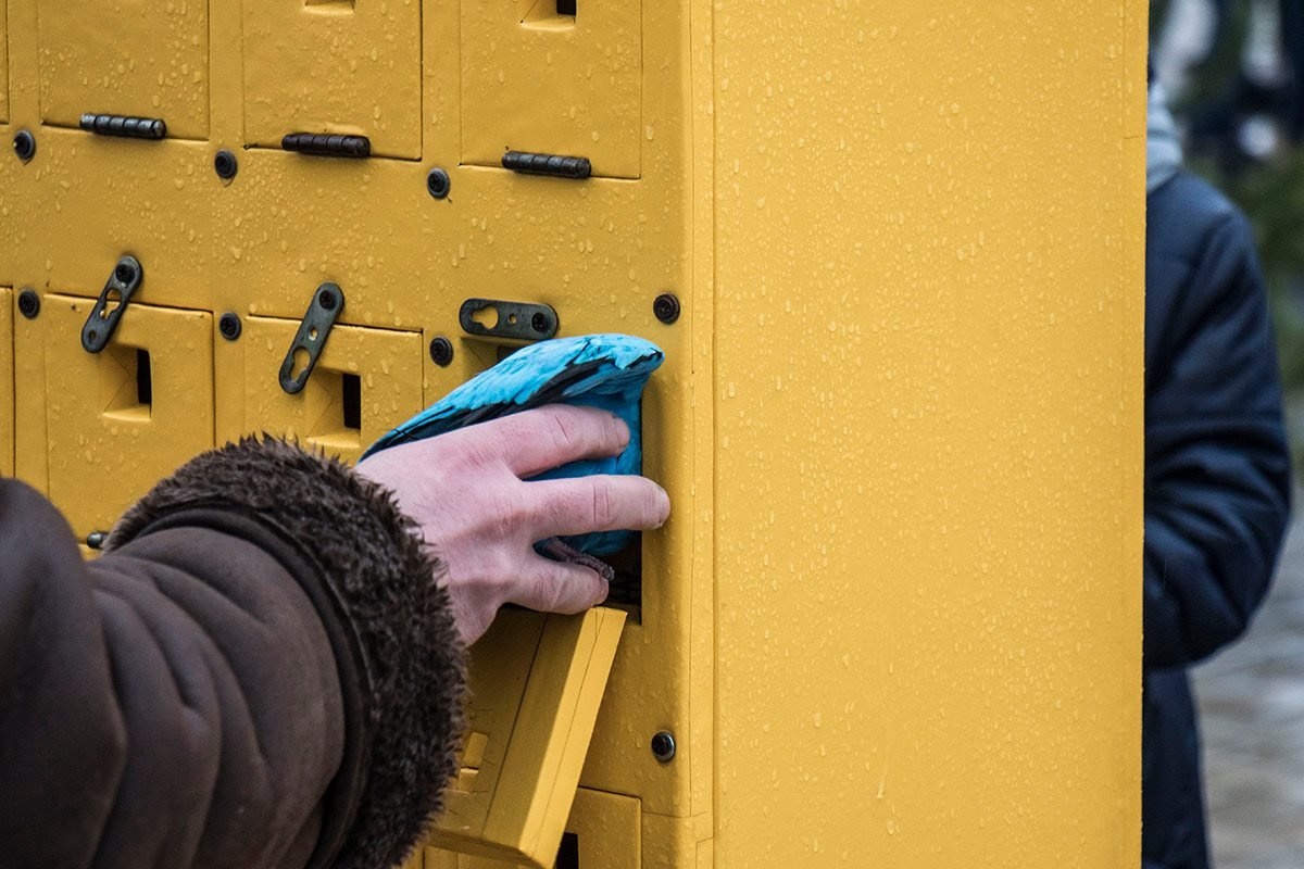 Голуби покрашены в яркие цвета