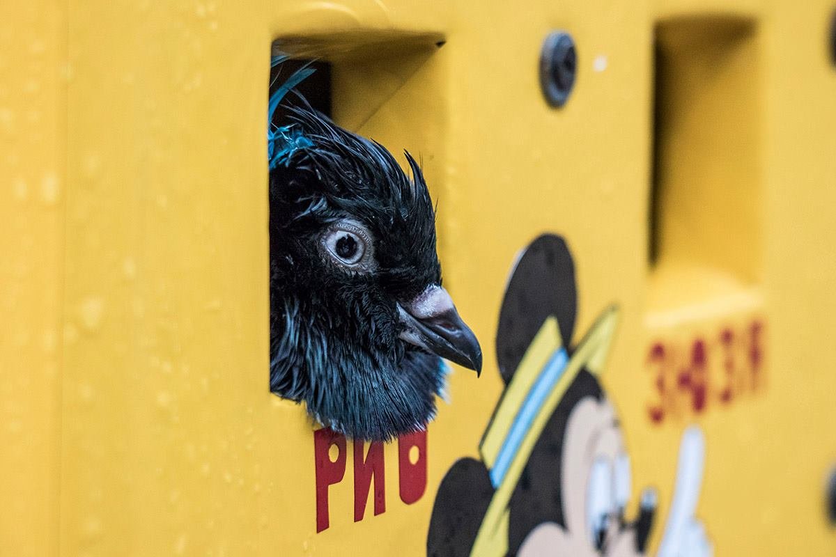 Зоозащитники резко раскритиковали такой аттракцион