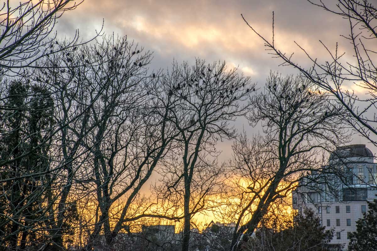 Линия заката прошла вдоль зимнего города