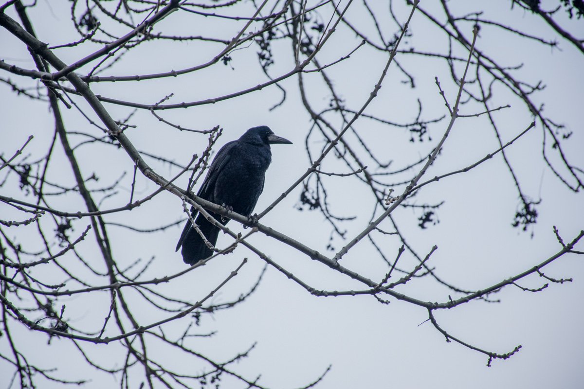 Как ты звался, гордый Ворон, там, где ночь царит всегда?" Молвил Ворон: "Никогда" (Эдгар По)