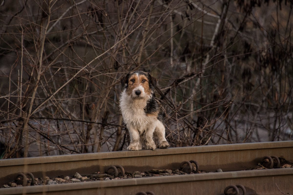 Свидетель дотлевающих механических жизней Свидетель дотлевающих механических жизней