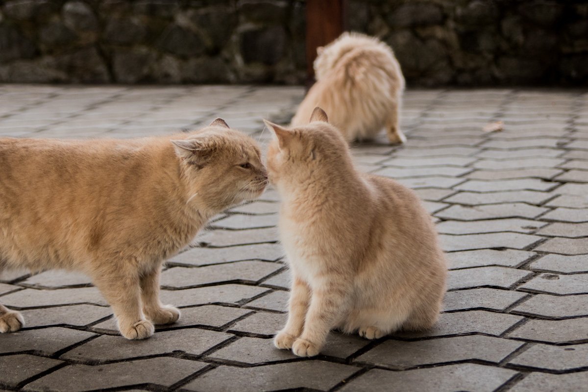 Кошачьи нежности 