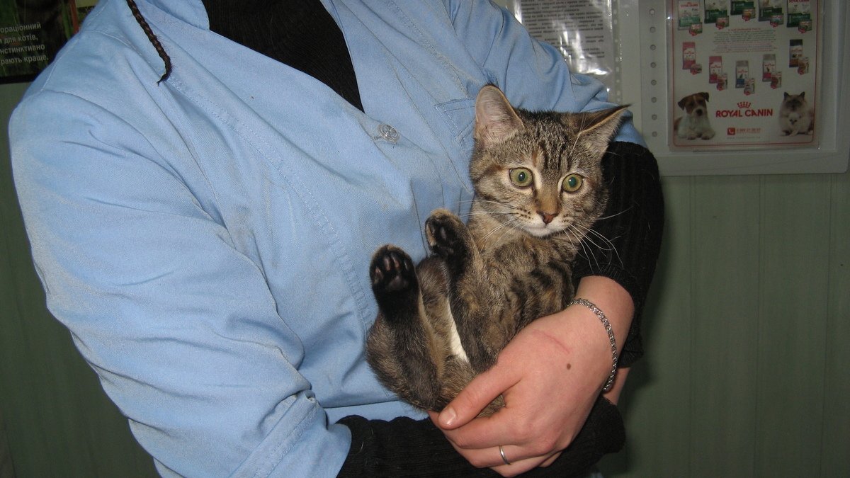 Подарите любовь и тепло: какие животные ищут дом в Киеве 4