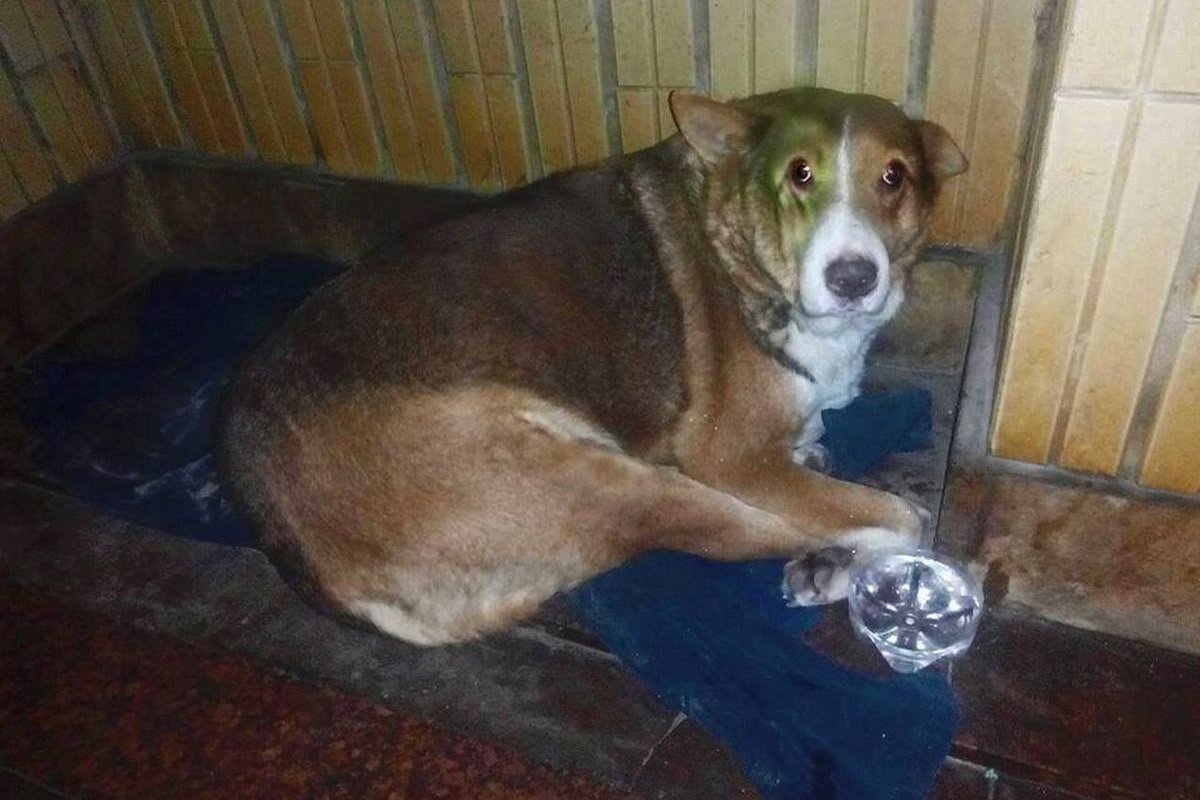 Подарите любовь и тепло: какие животные ищут дом в Киеве 5