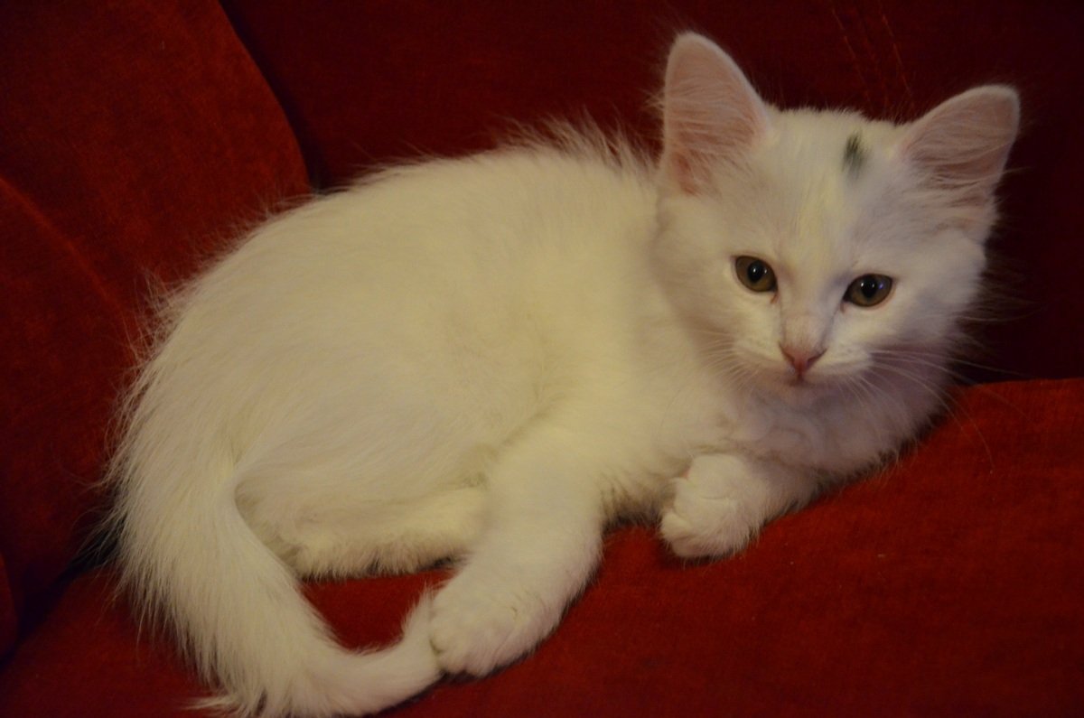 Подарите любовь и тепло: какие животные ищут дом в Киеве 6