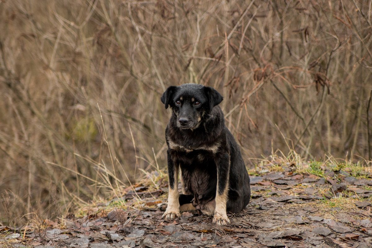 Четырехлапый наблюдатель
