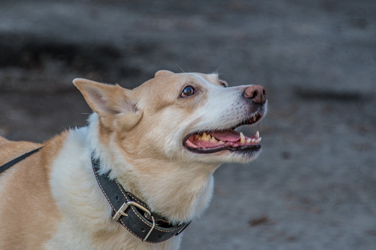 Собака - друг человека Собака - друг человека