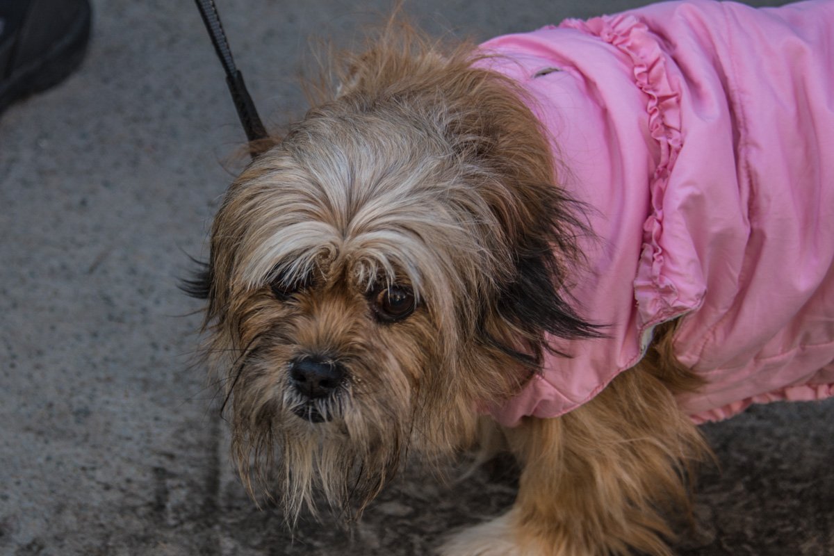 Маленькие собачки требуют защиты Маленькие собачки требуют защиты