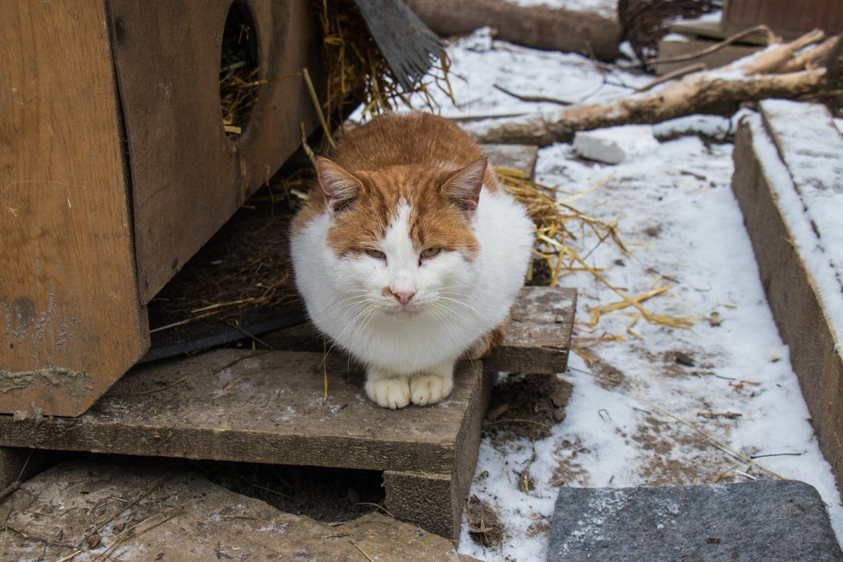 Любить кошку можно только на ее условиях Любить кошку можно только на ее условиях
