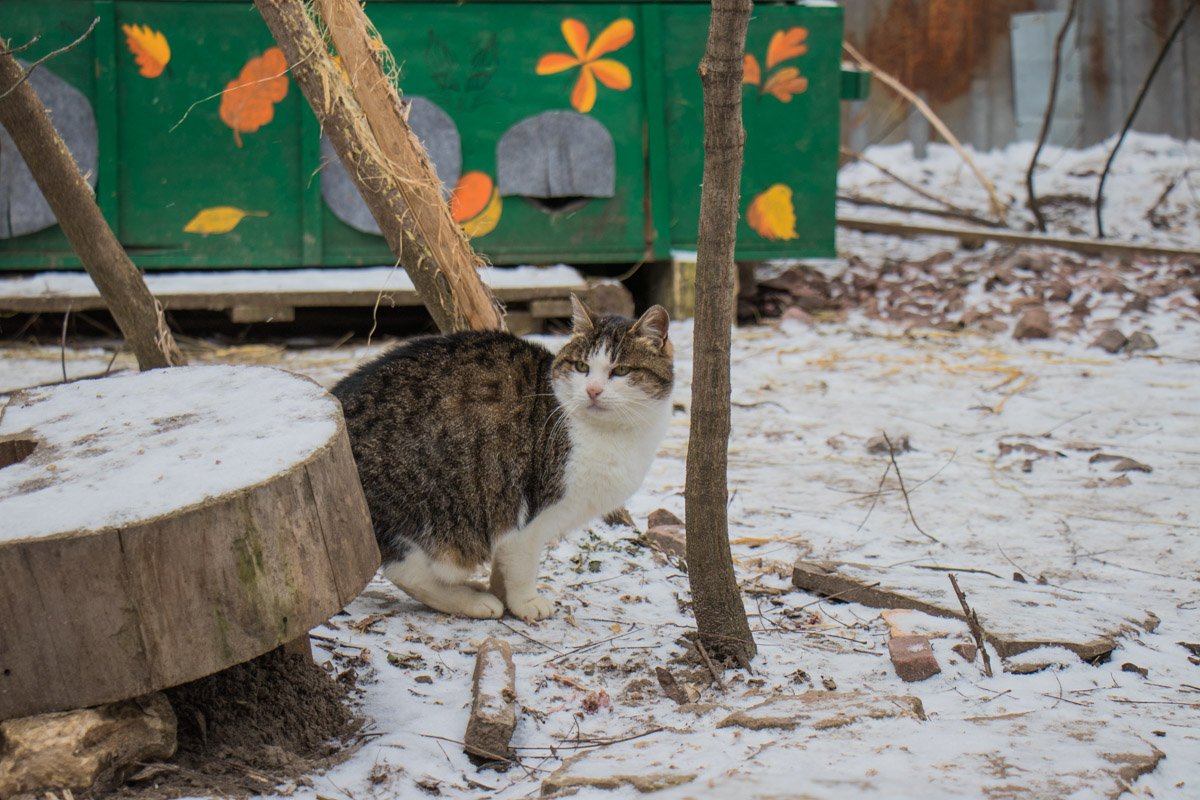 Реакция кота на исполнение щедровки Реакция кота на исполнение щедровки
