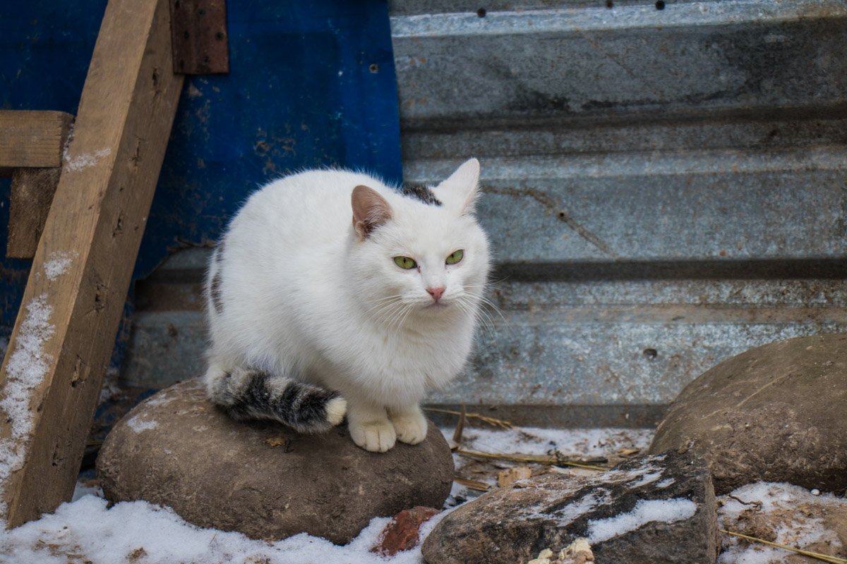 Кошка – крошечный лев, который любит мышей, ненавидит собак и покровительствует человеку Кошка – крошечный лев, который любит мышей, ненавидит собак и покровительствует человеку