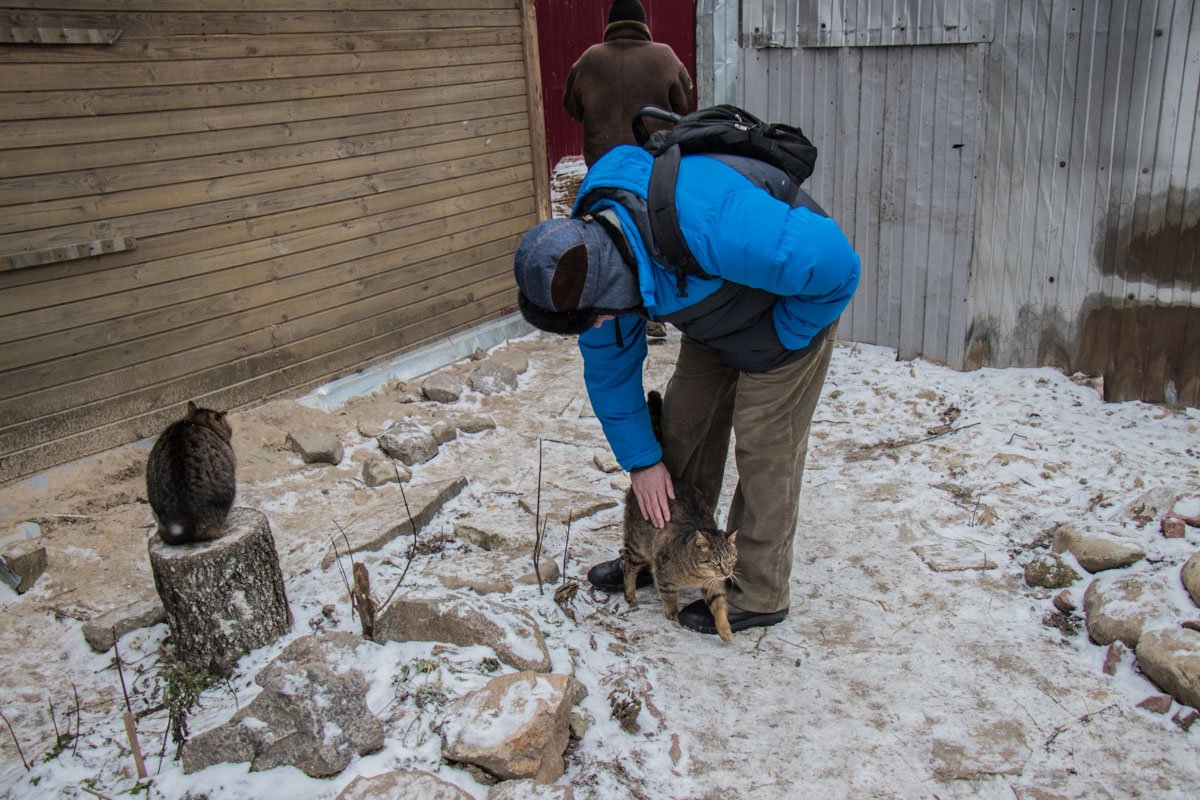 Почти все коты ластились к посетителям Почти все коты ластились к посетителям