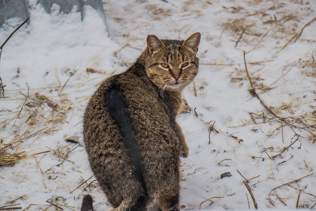 В доме, где есть кошка, других украшений не нужно В доме, где есть кошка, других украшений не нужно