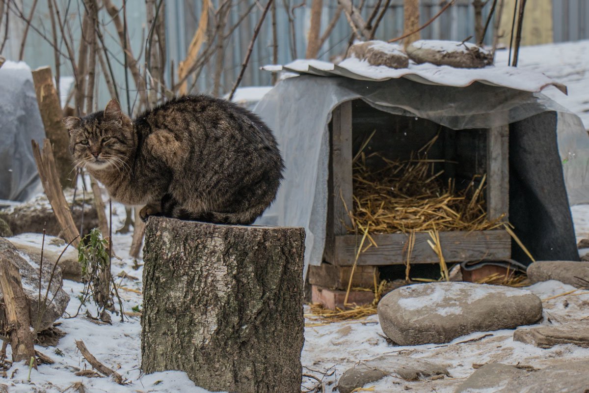 Когда мы с кошкой играем, еще вопрос, кто с кем играет Когда мы с кошкой играем, еще вопрос, кто с кем играет
