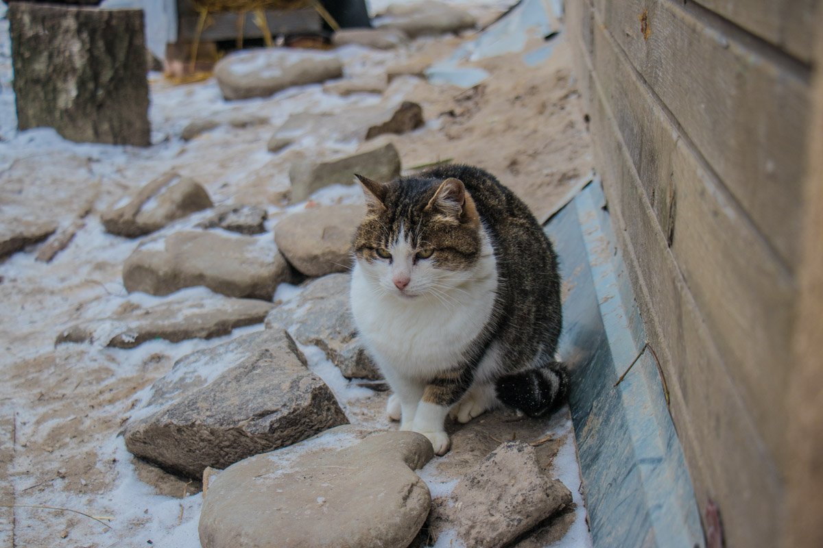 Любить кошку можно только на ее условиях. Любить кошку можно только на ее условиях
