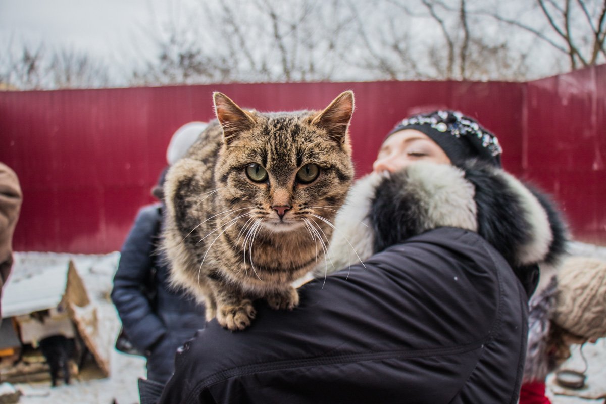 Некоторые коты любят полазить по людям Некоторые коты любят полазить по людям
