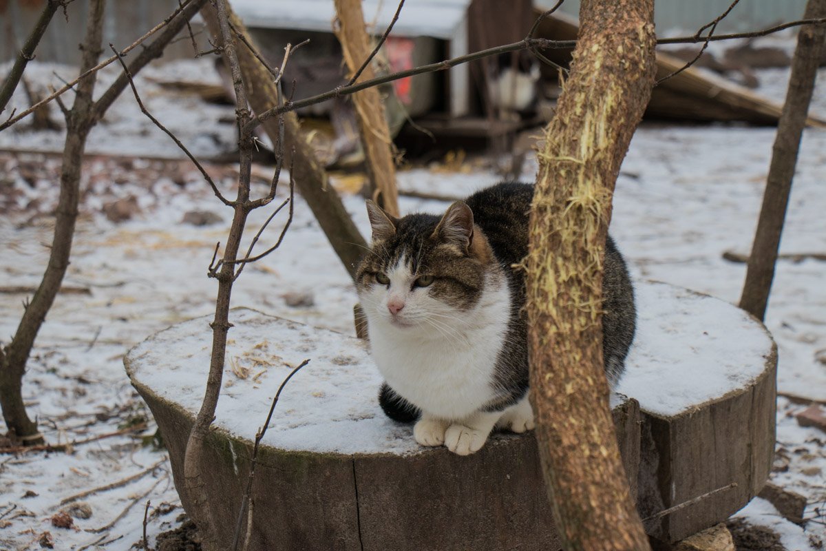 Корми меня, и может быть погладить разрешу... Корми меня, может быть погладить разрешу...