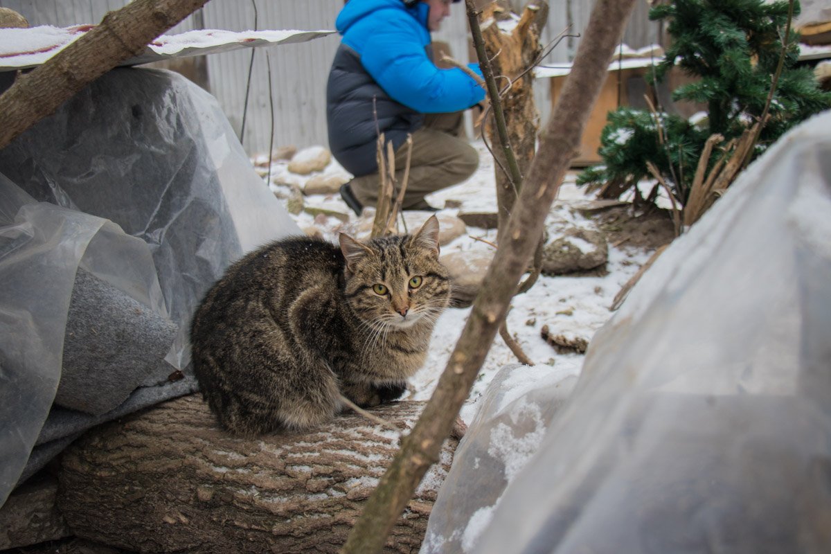 Играй со мной и, может быть, погладить разрешу... Играй со мной, может быть погладить разрешу...