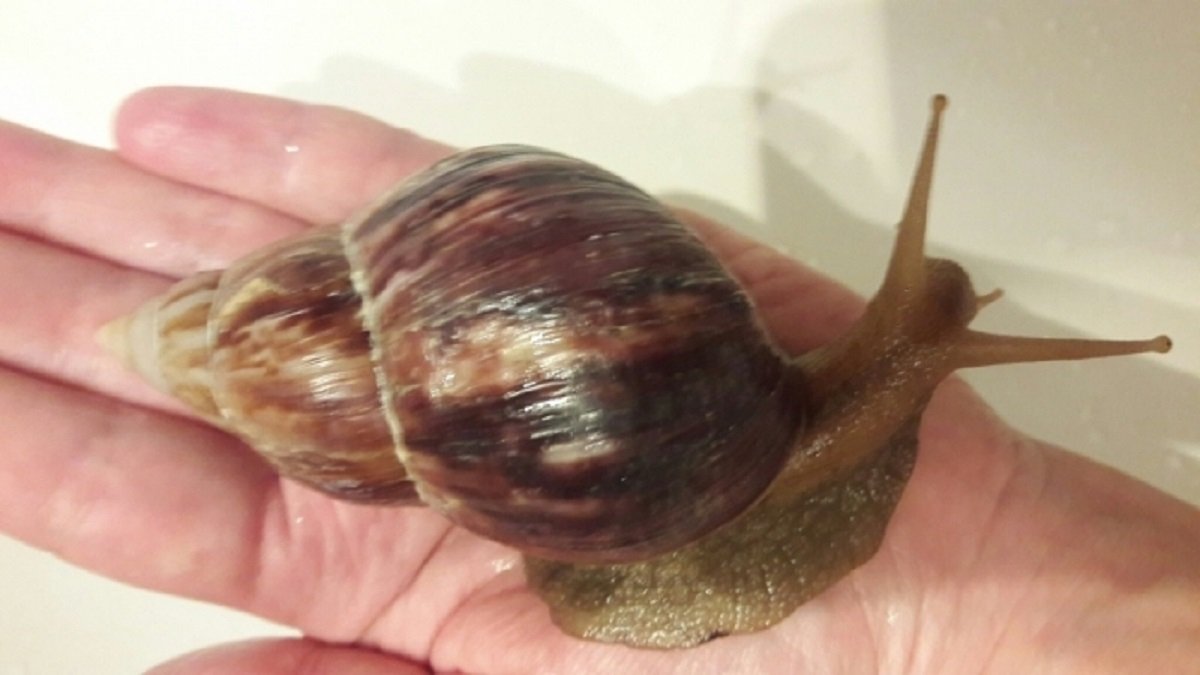 Аргентинские тараканы, 10 копеек и советская перечница: ТОП самых дешевых вещей, которые можно купить в Киеве 2