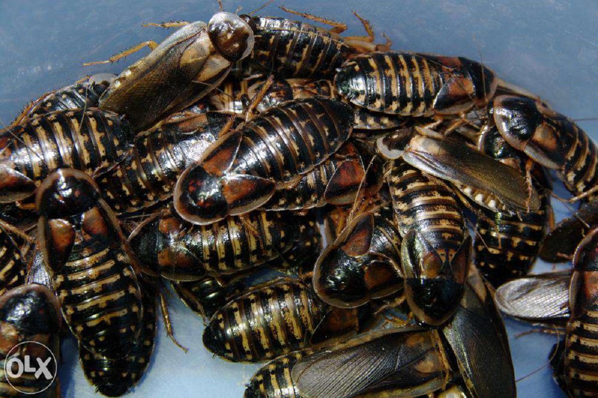 Аргентинские тараканы, 10 копеек и советская перечница: ТОП самых дешевых вещей, которые можно купить в Киеве 3