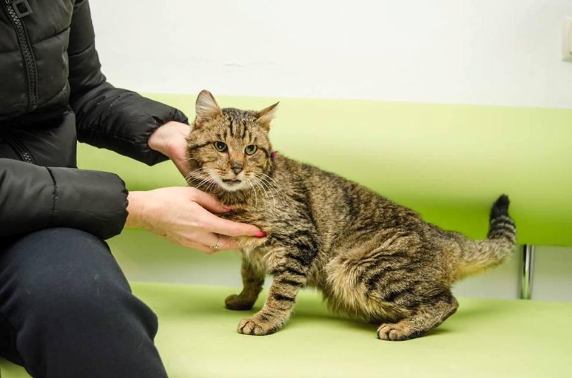 Бодя тянется к людям и просится на руки