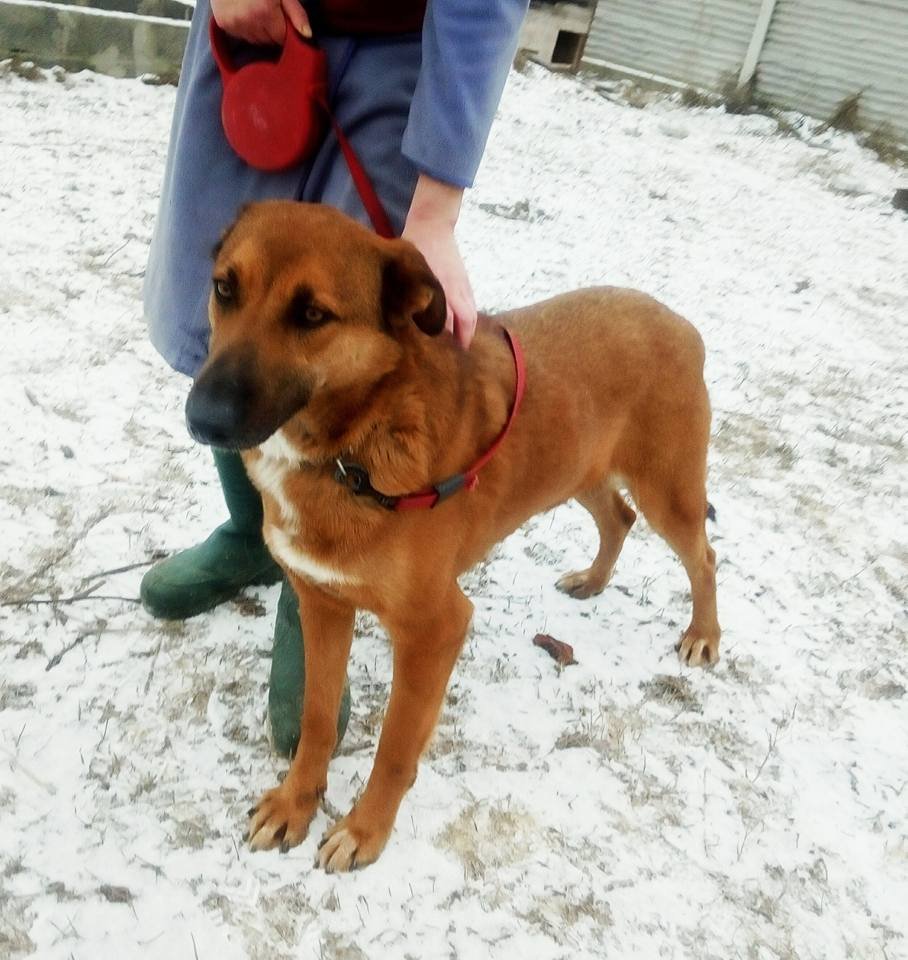 Огненный добряк Рэд очень ждет нового хозяина и друга