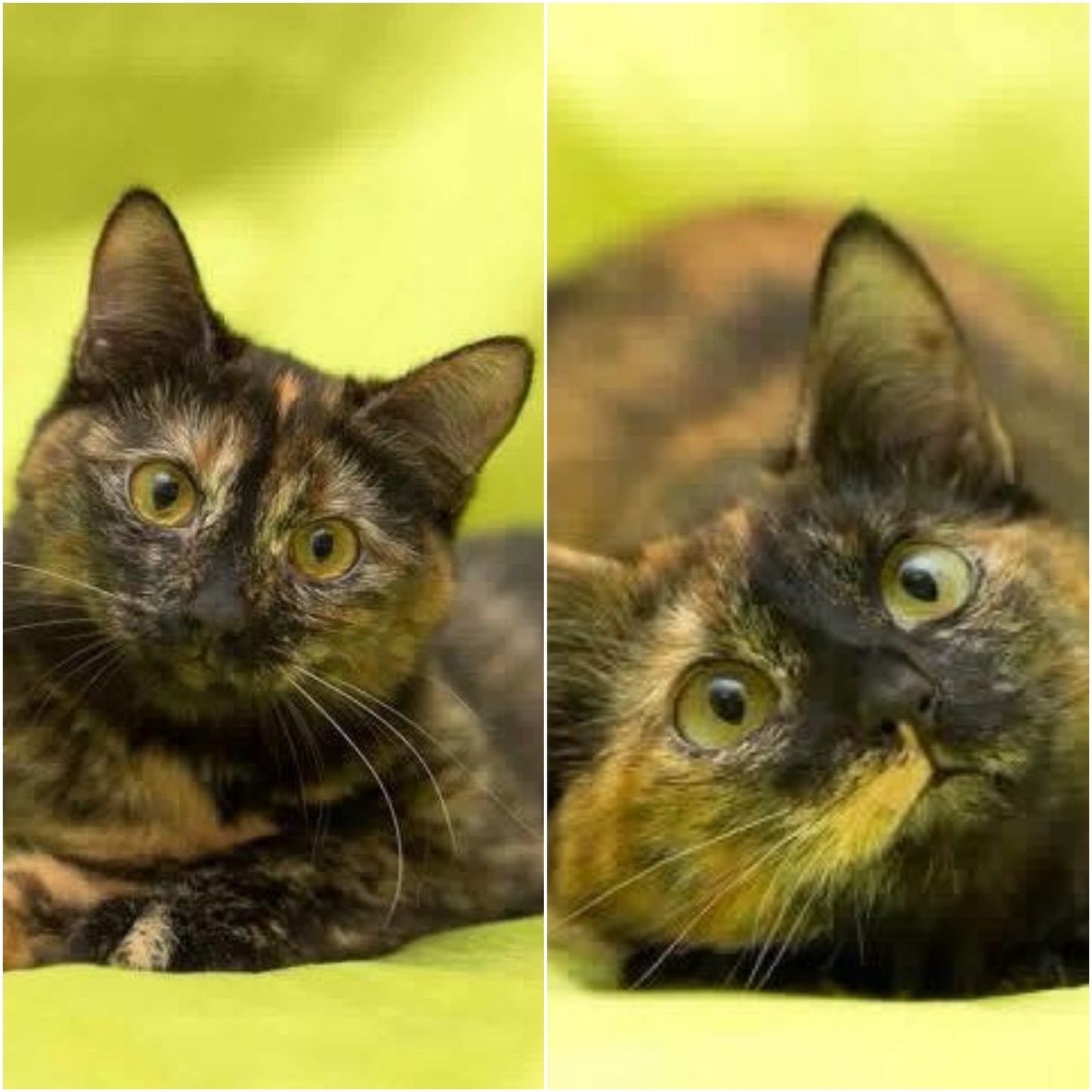 Игривые девчонки ждут, что новый хозяин заберет их двоих