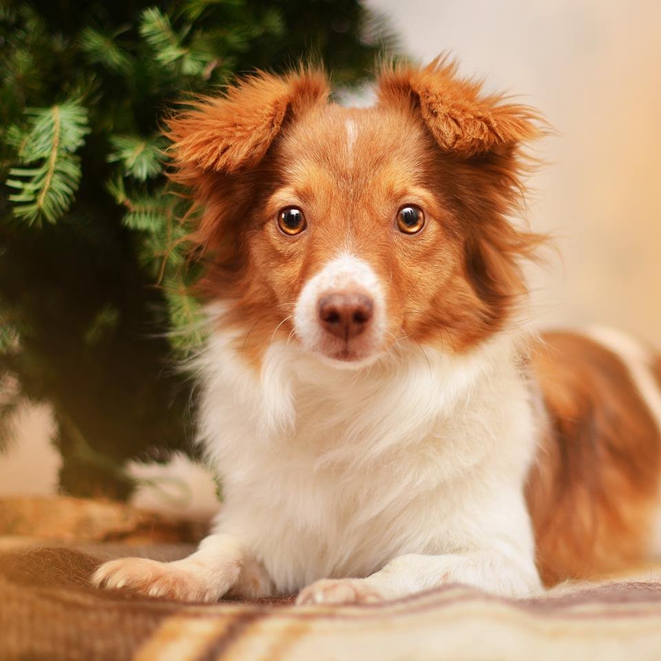 Эти мудрые и добрые глазки хотят тепла и нежности