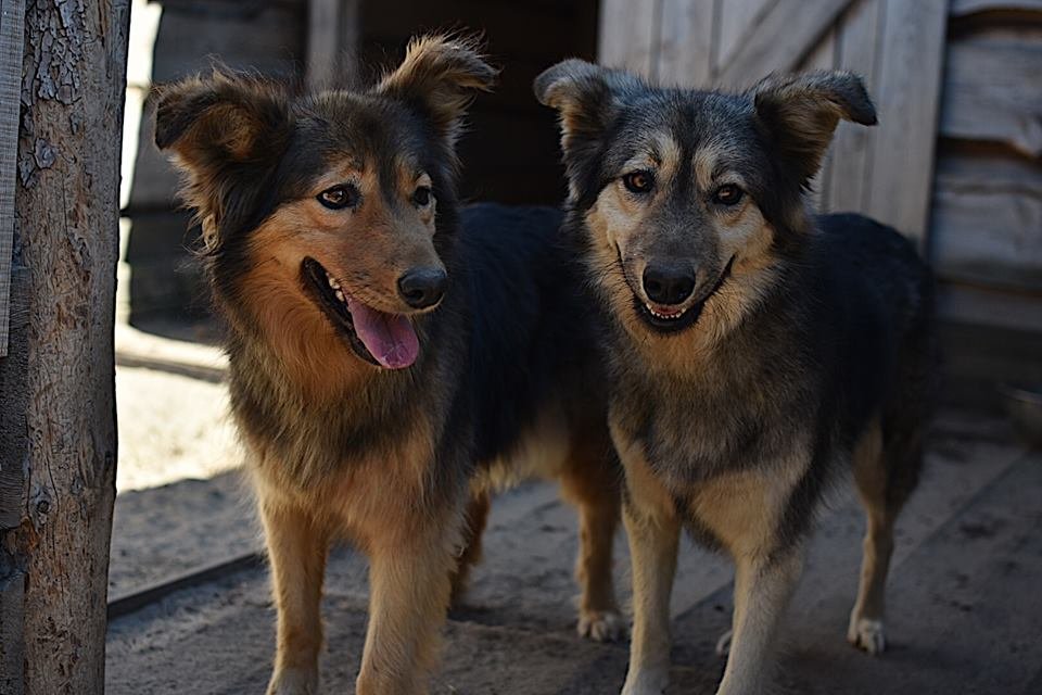 Воспитанные, здоровые и спокойные сестрички Варя и Бася 