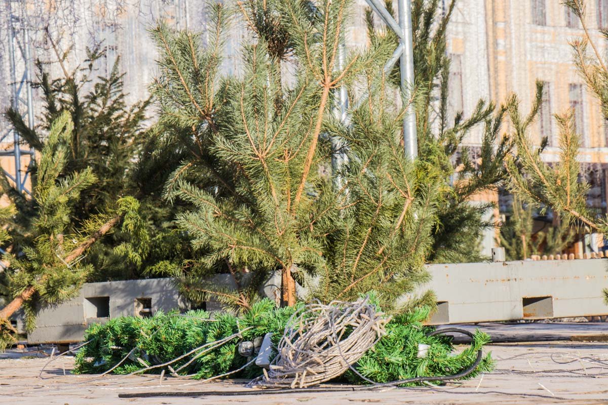 Ветки передадут в "Киевзеленстрой" для производства опилок Ветки передадут в "Киевзеленстрой" для производства опилок