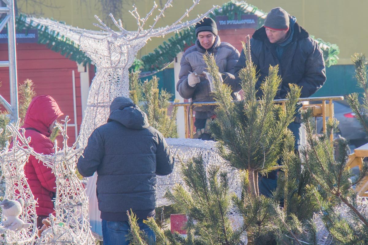Опилки от веточек защитят почву от пересыхания и перегрева Опилки от веточек защитят почву от пересыхания и перегрева