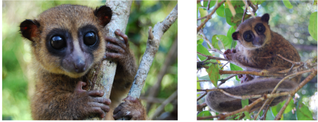 Длина тела мини-лемура составляет 17 сантиметров Длина тела мини-лемура составляет 17 сантиметров