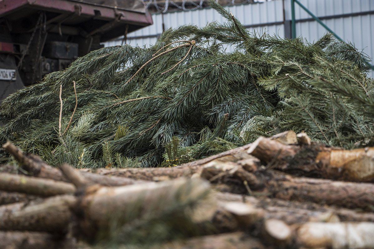 В пункте принимают любые хвойные деревья