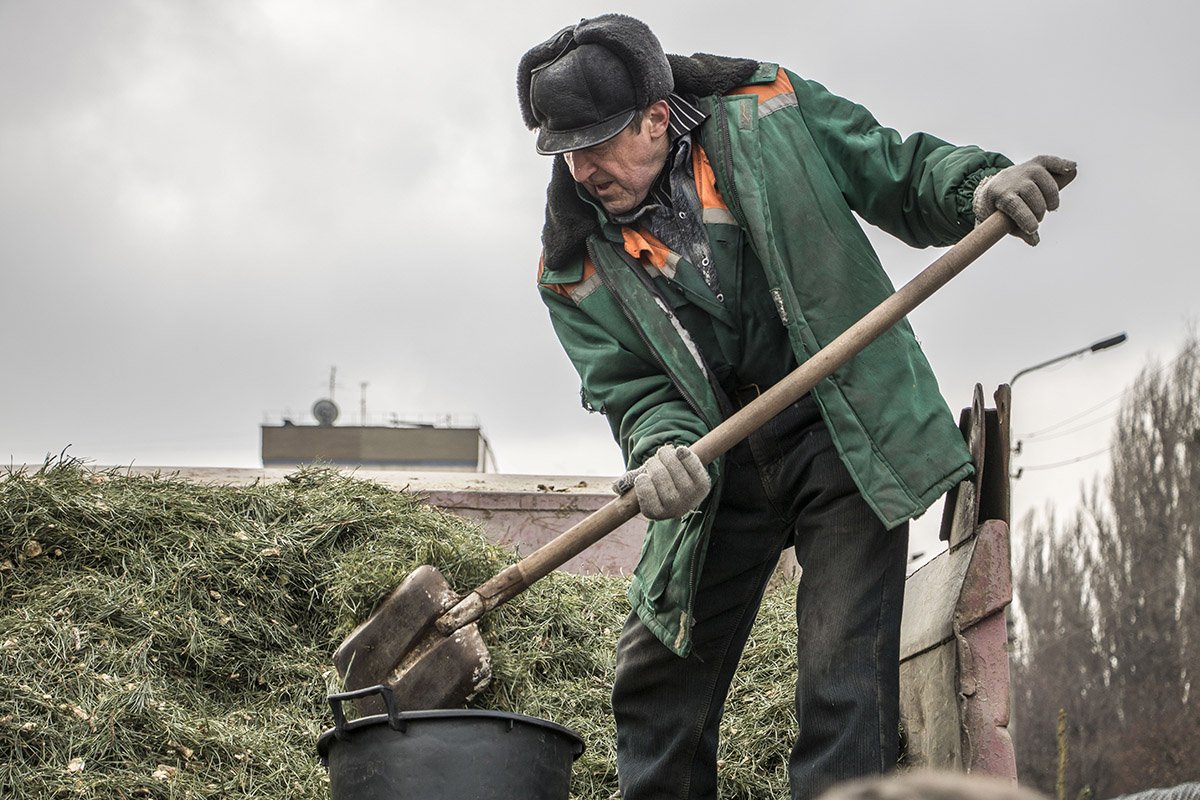 Измельченные ветки и хвоя стает удобрением