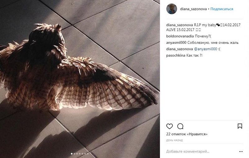 Хозяйка Ляли думала, что совушка погибла Хозяйка Ляли думала, что совушка погибла