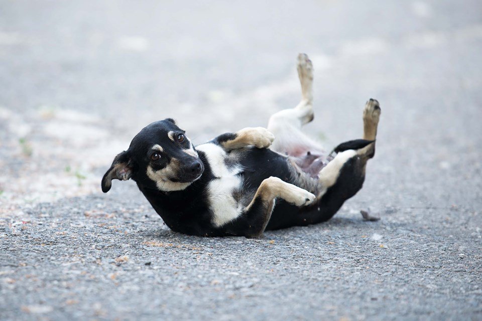 От Зии отказались хозяева От Зии отказались хозяева