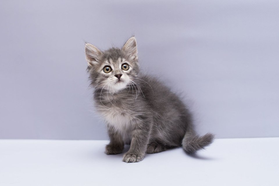 Китана - очень ласковая и милая кошечка Китана - очень ласковая и милая кошечка