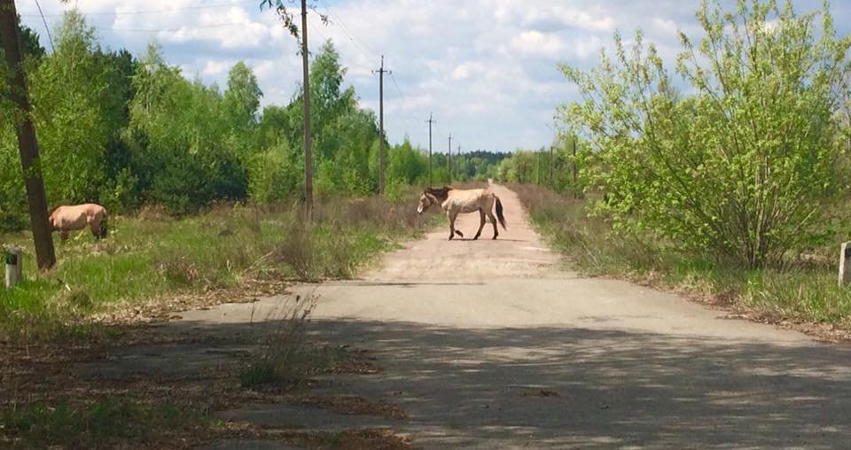 Специалисты исследуют территорию, которая пострадала от крупнейшей техногенной катастрофы