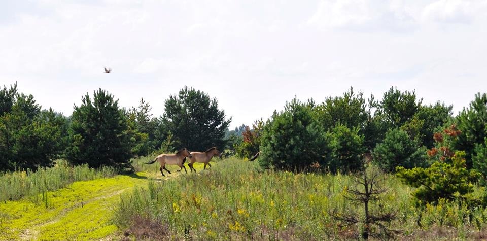 Дикая лошадь - животное открытого пространства, активно использует заброшенные населенные пункты