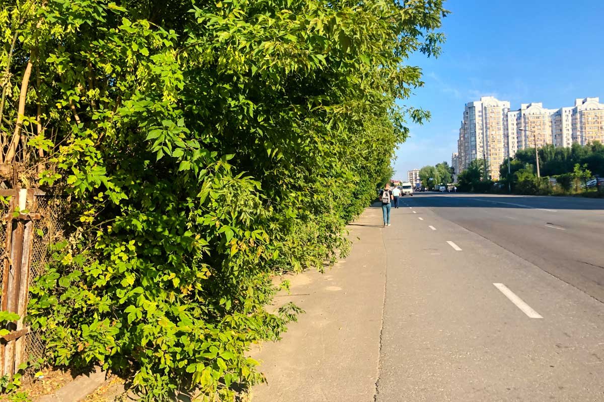 Обочины по Маршала Конева нет, дорога переходит в кусты