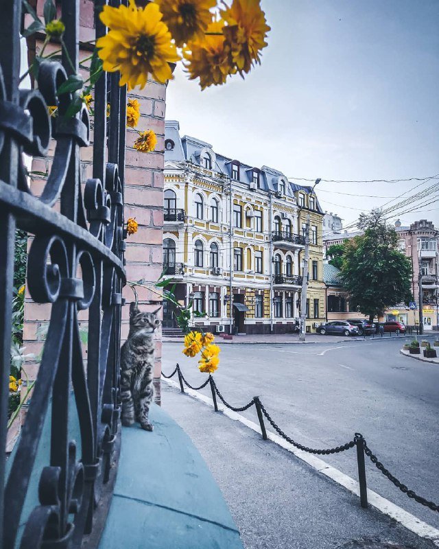 Мурчалка на страже. Фото: @a_kalnauzov