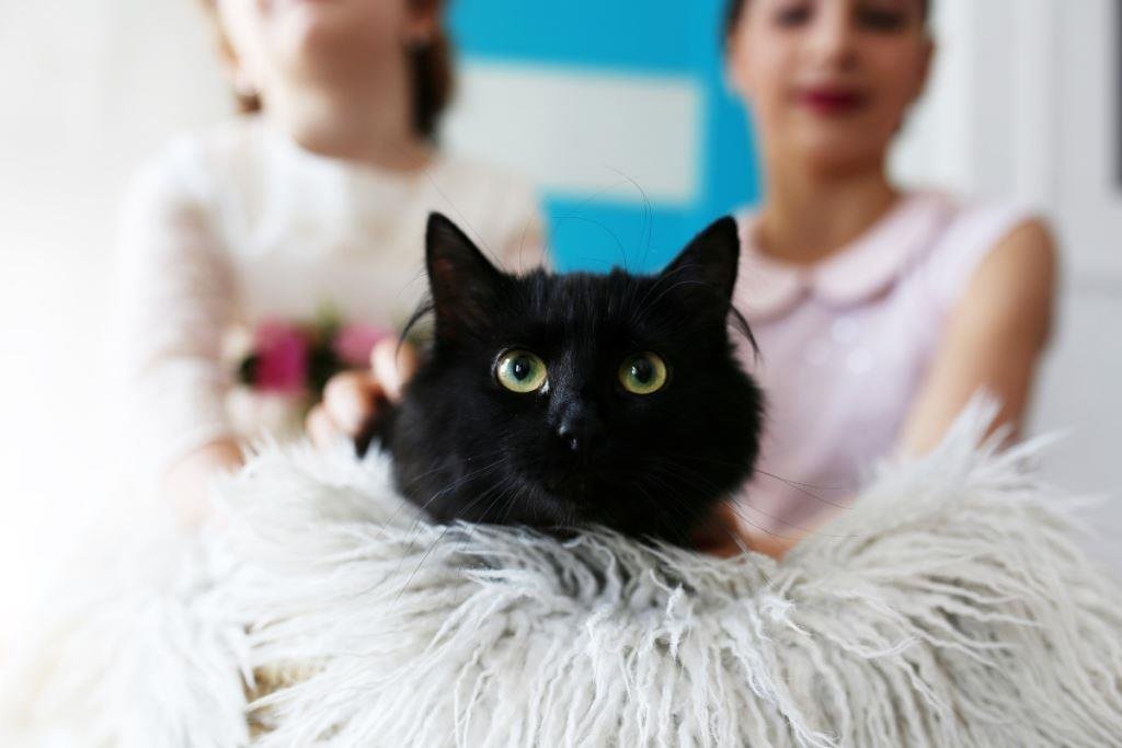 Черному коту не везет? Давайте докажем обратное!