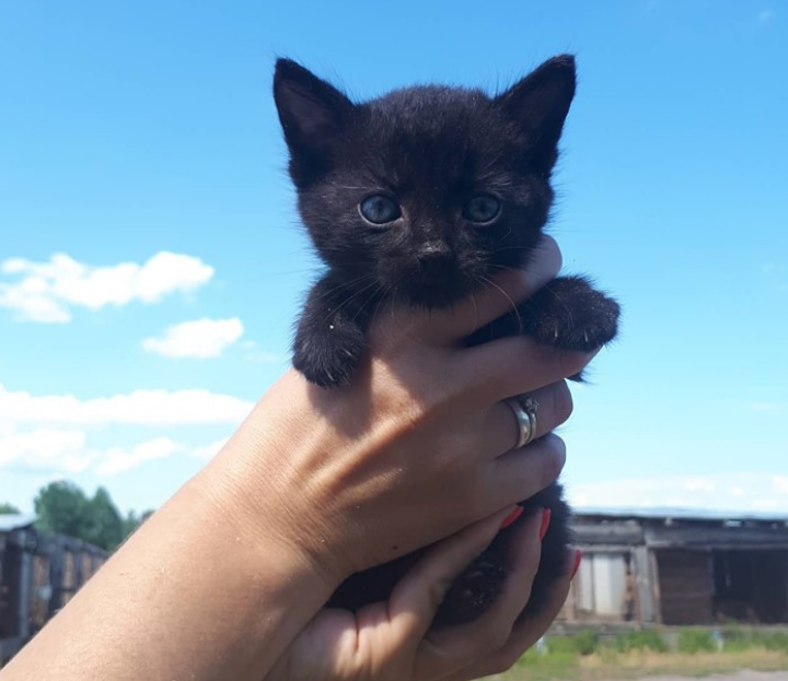 Таким малюткам не место в приюте... 