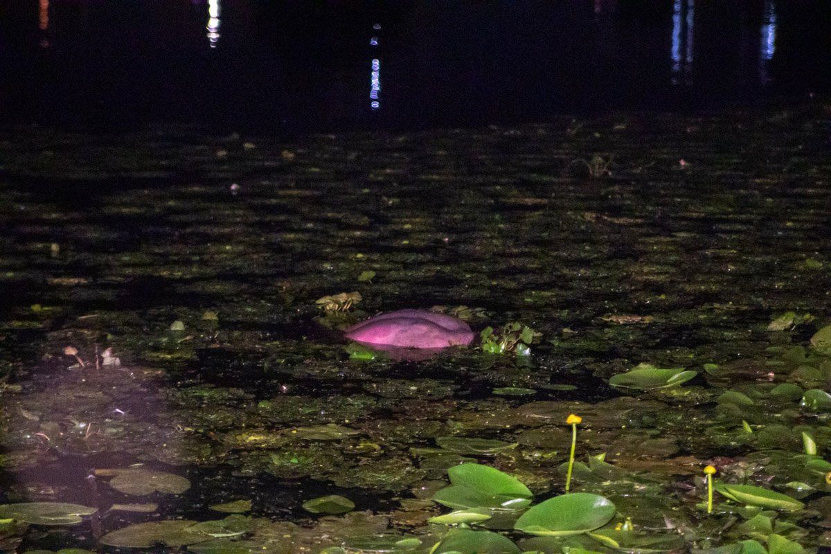 На Днепровской набережной компания людей в Днепре увидела труп