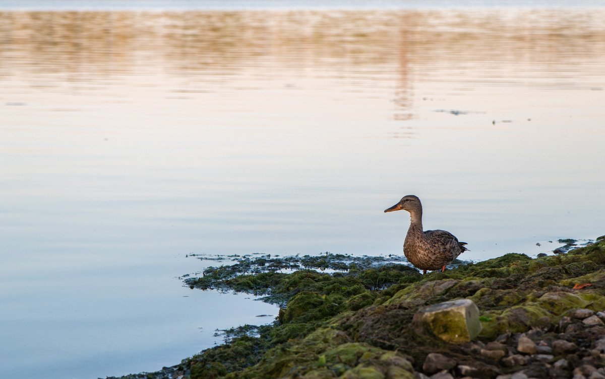 Даже одинокая утка наслаждалась утренним пейзажем